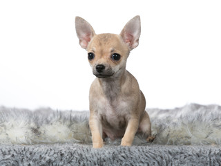 Cute and tiny Chihuahua puppy portrait. Image taken in studio with white background.