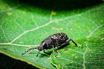 Beetle Up Close 
