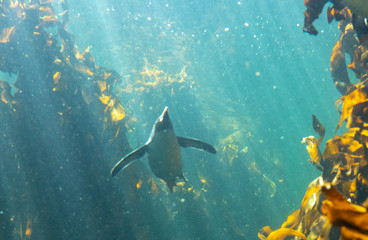 Fototapeta premium Penguine