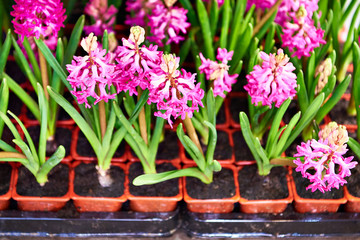 Hyacinths flowers in store