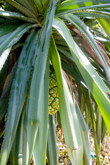 Obraz premium corn on stalk