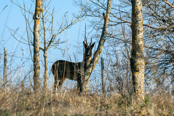 Fototapete bei efototapeten.de bestellen   