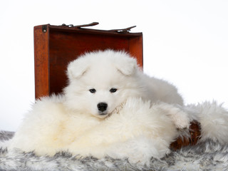 Cute Samoyed puppy dog in studio with white background. The dog is in wooden suitcase.