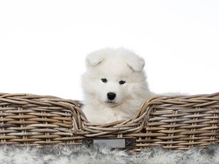 Cute Samoyed puppy dog in studio with white background. The dog is in wooden basket.