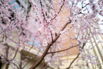 Spring flower