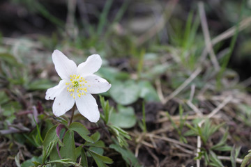 Blume Frühling