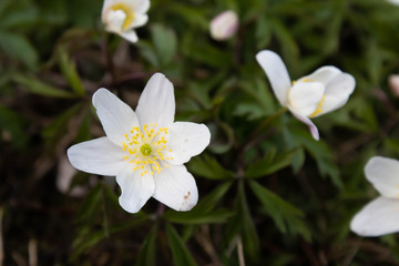 Blumen im Frühling