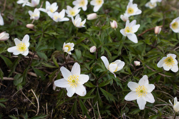 Fototapeta na wymiar Blumen im Frühling