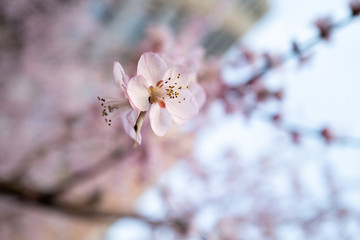 Spring flower