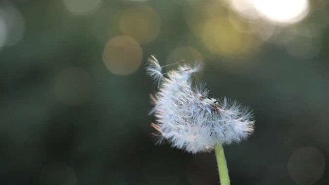 Eine Pusteblume im Gegenlicht mit fliegenden Samen, Zeitlupe