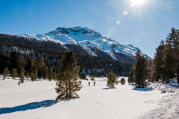 St. Moritz, Stazerwald, Rosatschgruppe, Langlauf, Langlaufloipe, Stazersee, winter, wintersport, Wanderweg, Oberengadin, Alpen, Graubünden, Schweiz