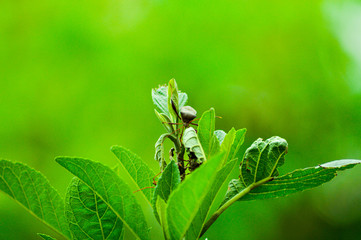 bee on a flower