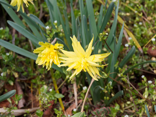Narcissus 'Rip Van Winkle' | Narcisses 'Rip Van Winkle' bas à fleurs ébouriffées, naines,...