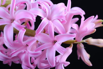 inflorescence Pink lush Hyacinth on a black background