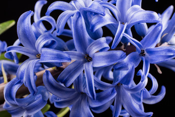 the flower of a lush blue hyacinth was shot in close-up against a black background