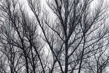 Big trees branches on the sky background.