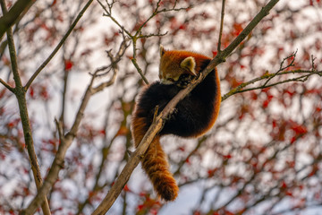 Red Panda
