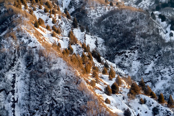 The view on the mountain top is covered with snow, pine trees in the winter are beautiful sunlight.