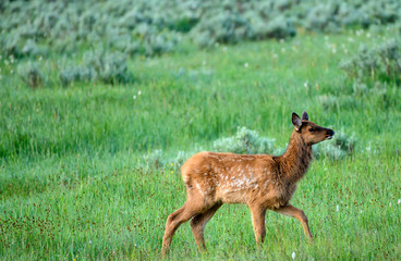 Naklejka na ściany i meble Young Elk in Grassy Field