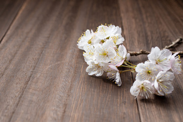 桜の花