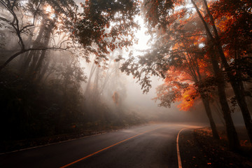 Autumn forest in misty street