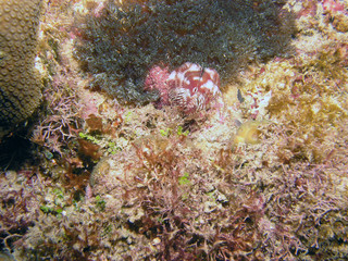 Fan Tube Worm (Sabella sp.)