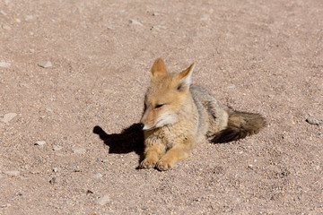 A wild fox in the desert
