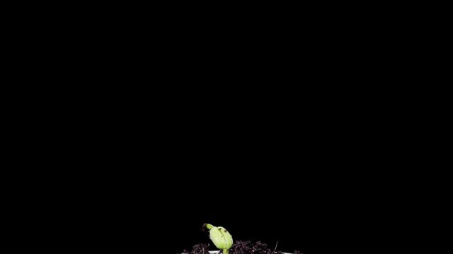 pumpkin growing time lapse on white background