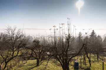 The sun above the green garden and dense fog in the valley
