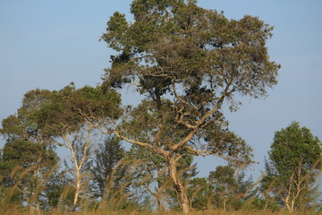 tree and blue sky
