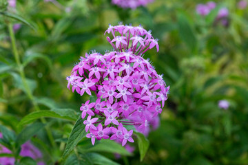 Obraz premium Photo of beautiful flowers