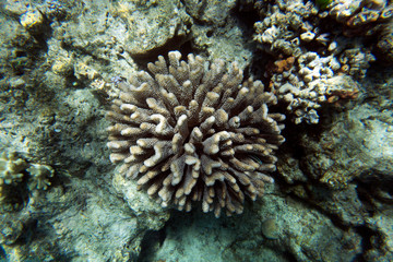 Naklejka na ściany i meble Picture of the coral reef