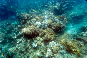 Naklejka na ściany i meble Picture of the coral reef
