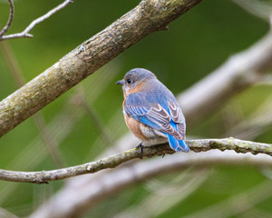 Eastern Bluebird