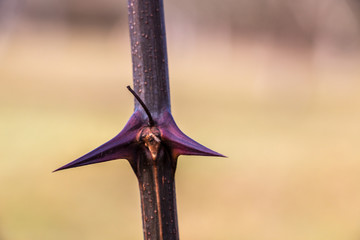 Big purple thorns in the middle of the green field