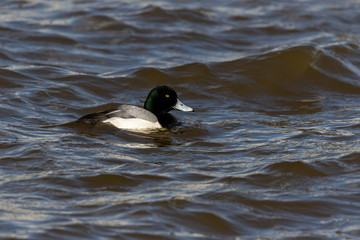 The greater scaup swimming on the lake Michigan.