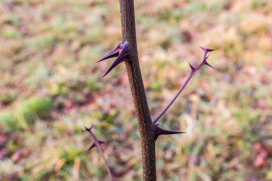 Big purple thorns in the middle of the green field