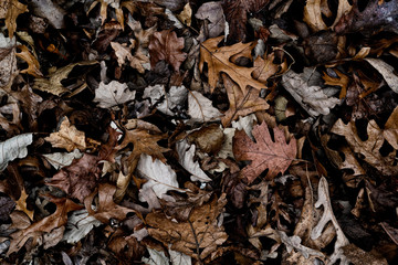 A Pile of Leaves