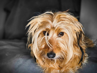 Portret kudłatego psa