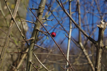 Rote einsame Beere an Strauch