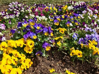flowers in the garden USA US America Washington DC United States