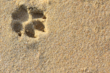 Dog footprint - Sunny day on the sand