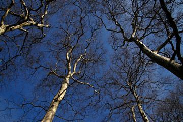Beginning of the spring in an urban park