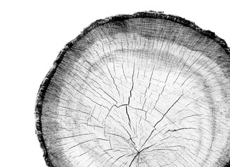 Black and white wood texture of tree rings from a slice of log. Grayscale wooden stump isolated on white.