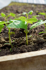 Cucumber sprout in soil in a greenhouse under the sun rays