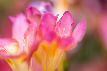 Obraz premium Beautiful and colorful bouquet of freesias in an interior space with high decorative value and showing in detail the set of its vegetal nature 