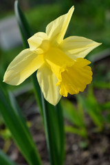 Yellow daffodil on a flower bed in the garden on a sunny day. Close-up