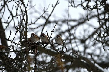 Flock of Eurasian sparrow resting on the branch in thwe winter time