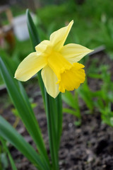 Yellow daffodil on a flower bed in the garden on a sunny day. Close-up