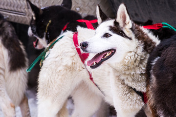Sled Dog Racing